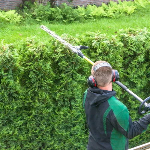 Hedge trimming service in Christchurch