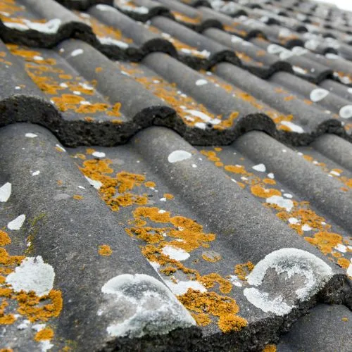 Roof and gutter cleaning service in Christchurch